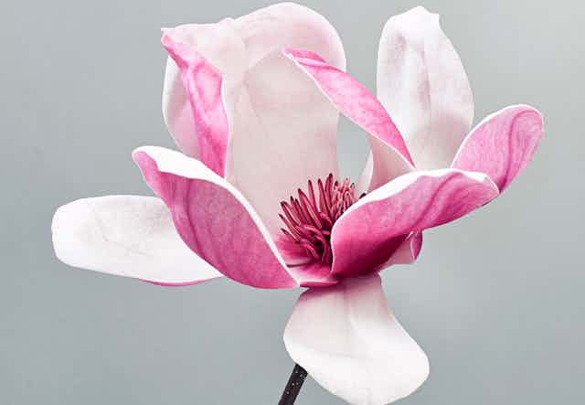 Polémica internacional entre biólogos: ¿las magnolias tienen que dejar de llamarse magnolias?