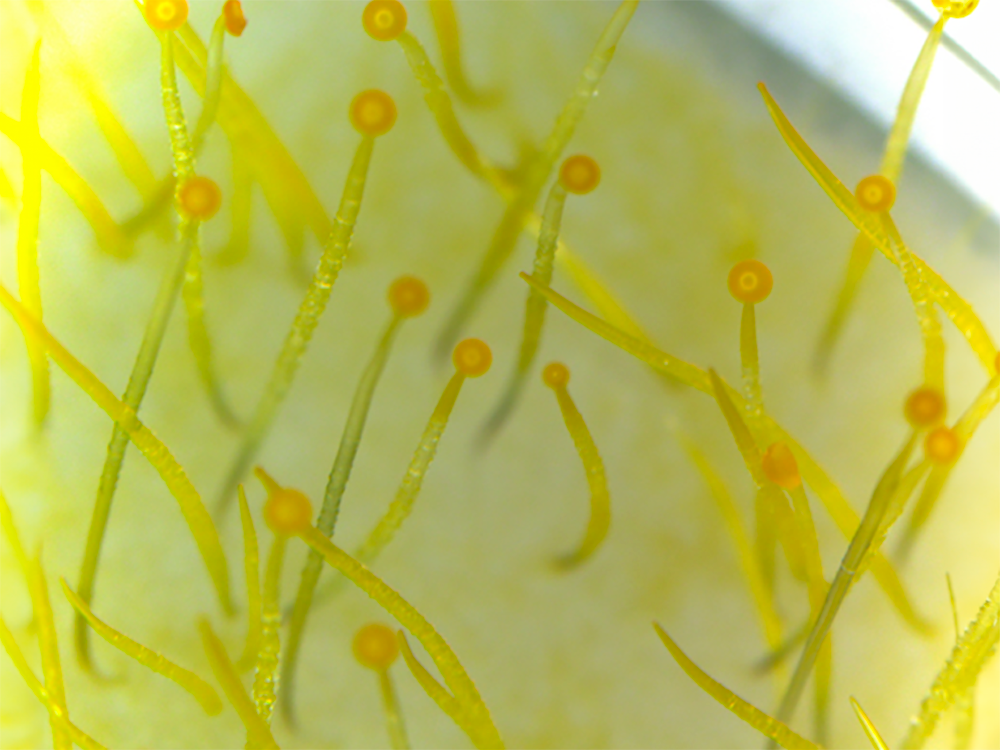 Modificaciones del ADN de los hongos y su papel en la regulación génica