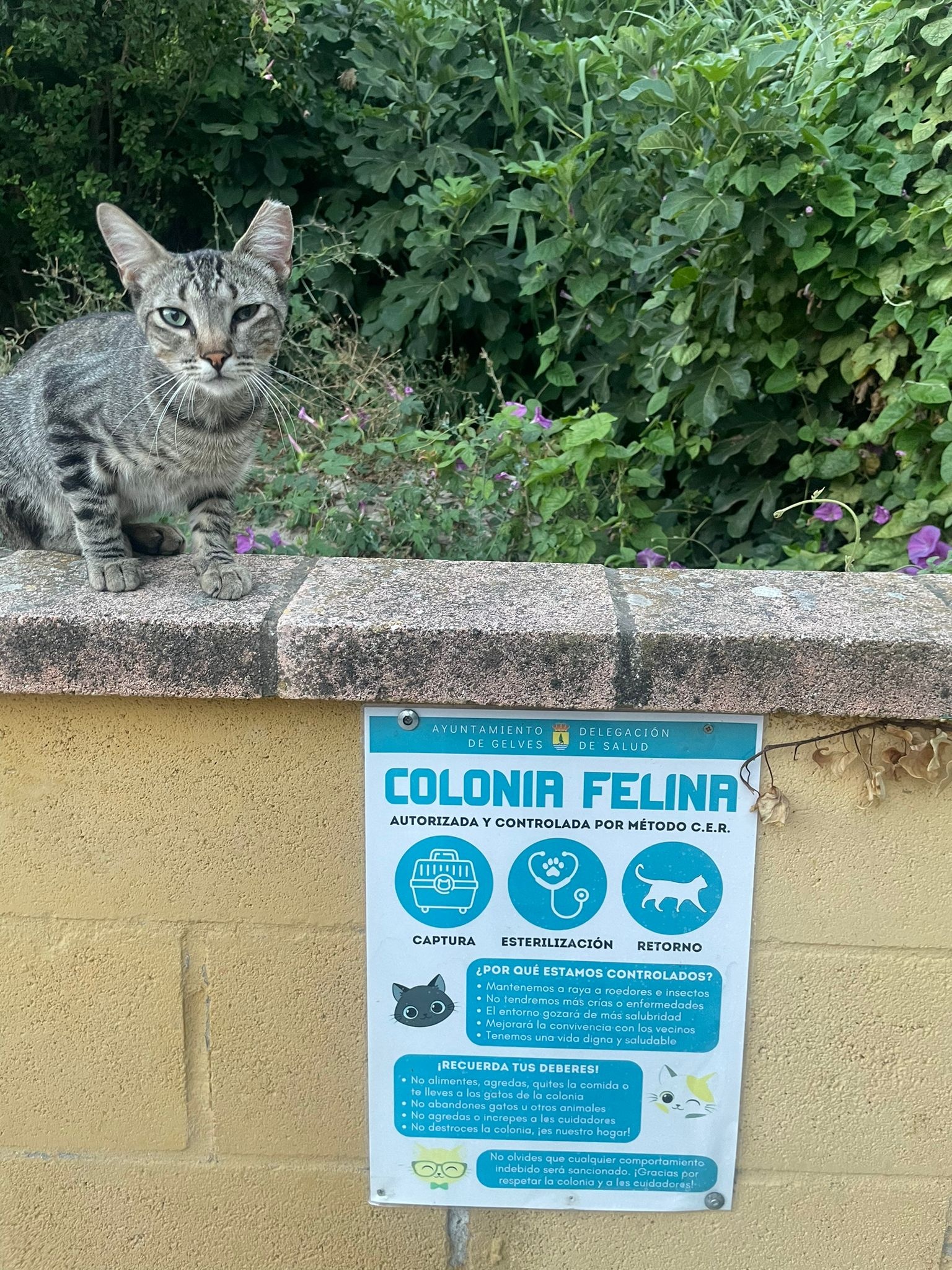 Gran avance en el control de colonias felinas iniciado por el Ayuntamiento