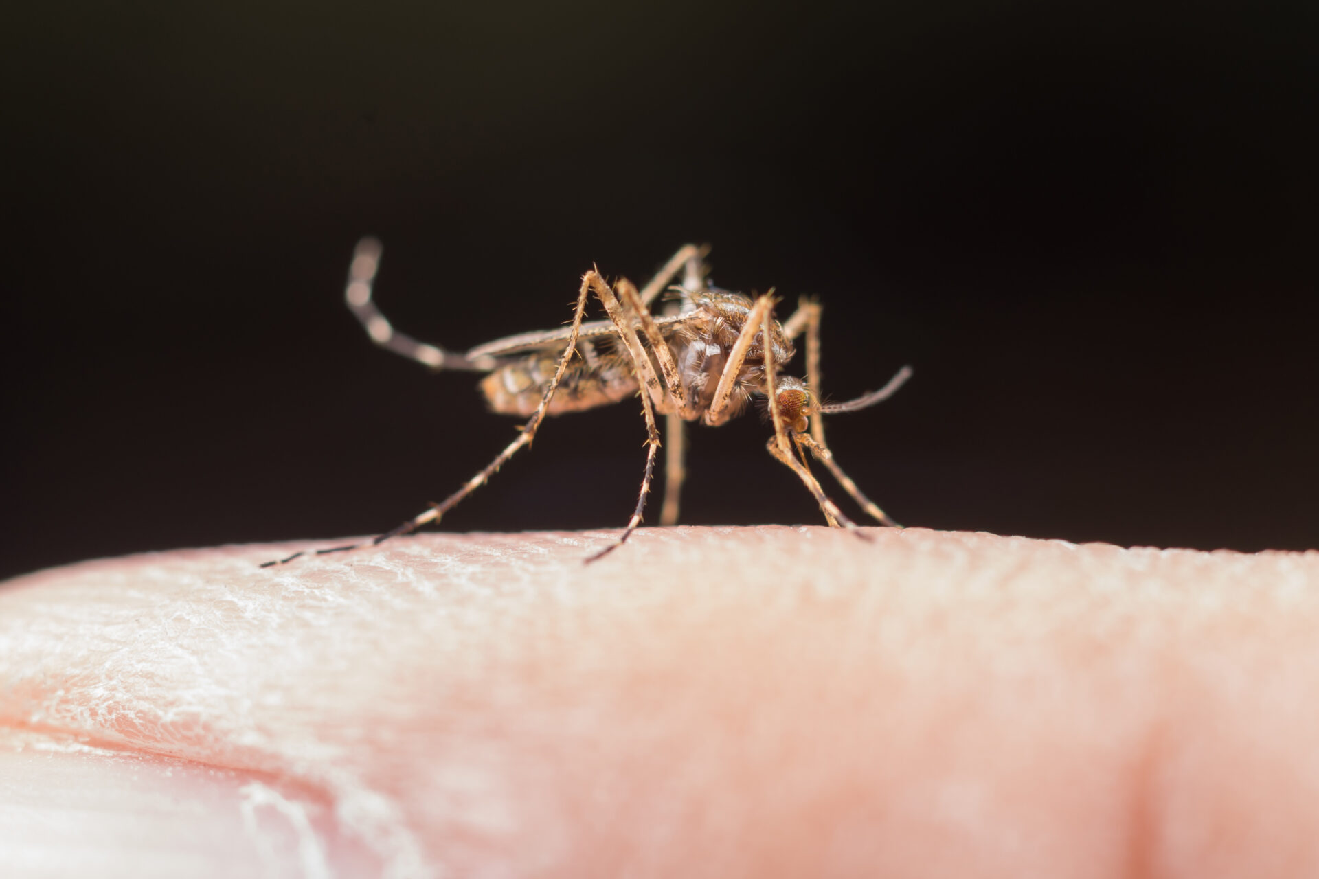 Mairena del Aljarafe recuerda medidas preventivas contra la Fiebre del Nilo