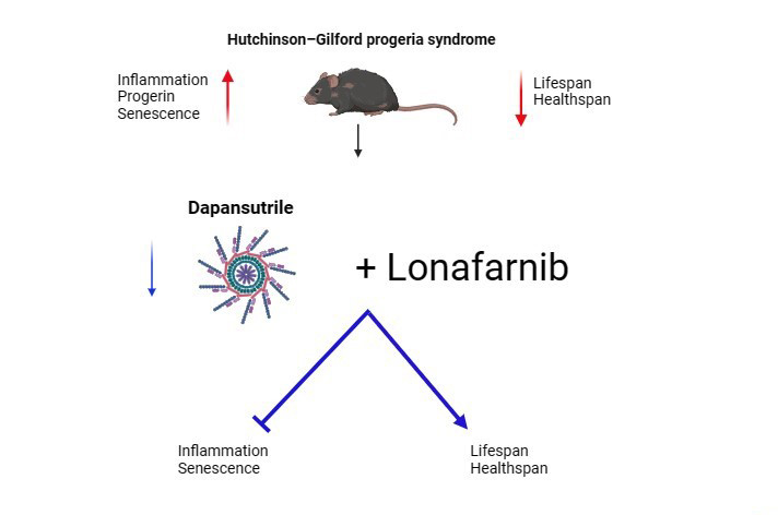 Avances en el tratamiento del síndrome de progeria de Hutchinson-Gilford
