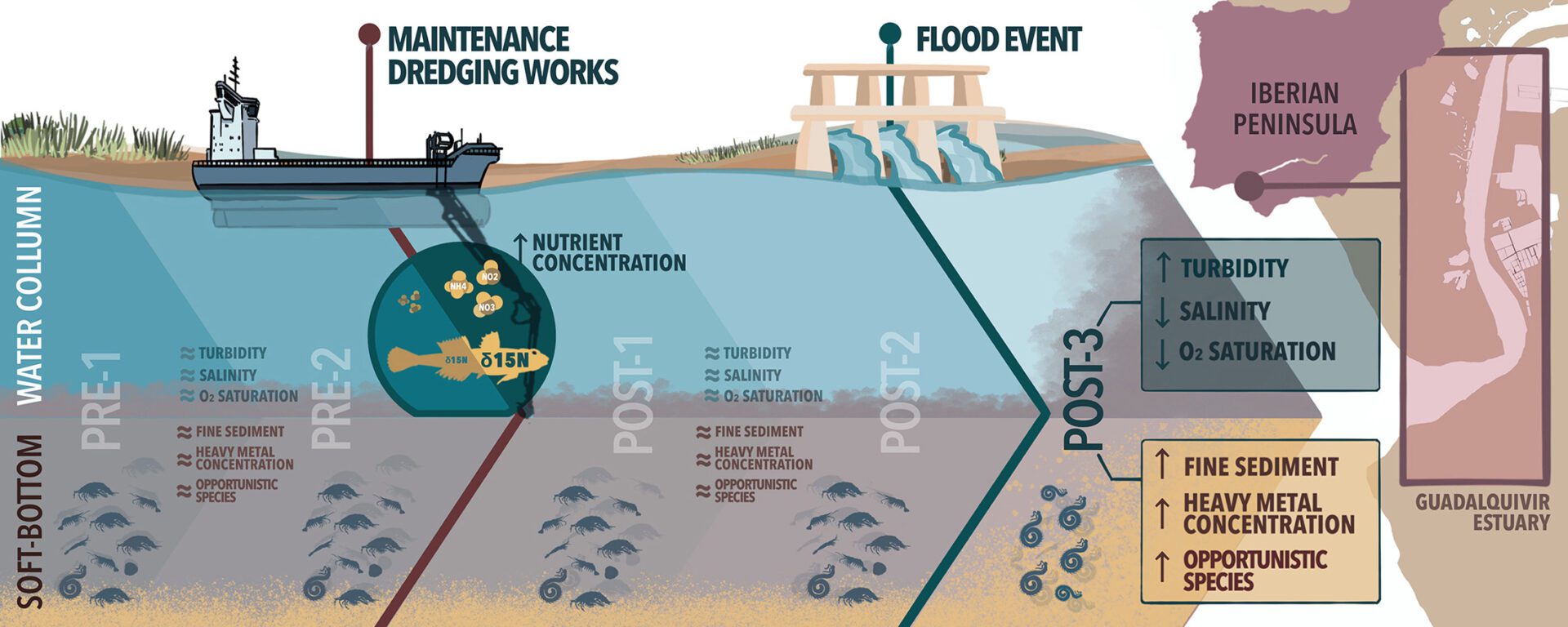 La US no detecta efectos ambientales significativos tras los dragados en el estuario del Guadalquivir
