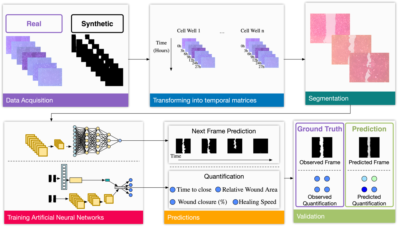 Diseñan una IA para predecir la migración celular en el cáncer de mama