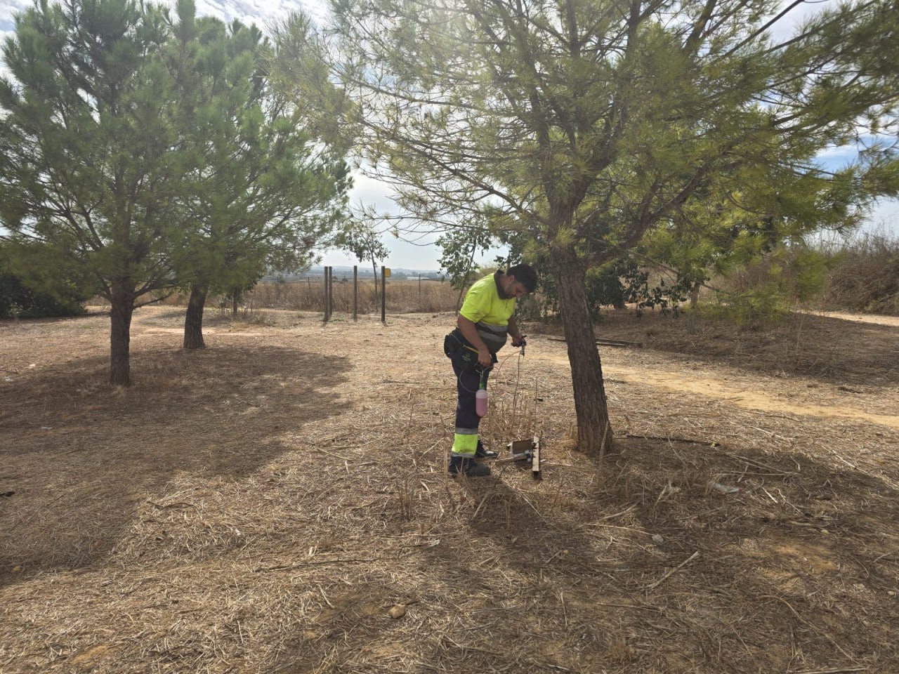 Protección para nuestros pinos en Palomares del Río