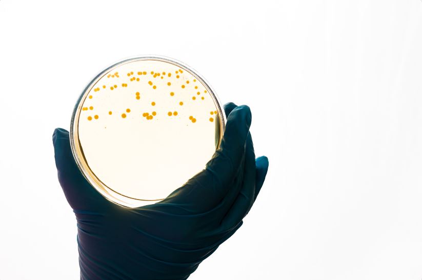 Nuevos antibióticos para combatir bacterias multirresistentes