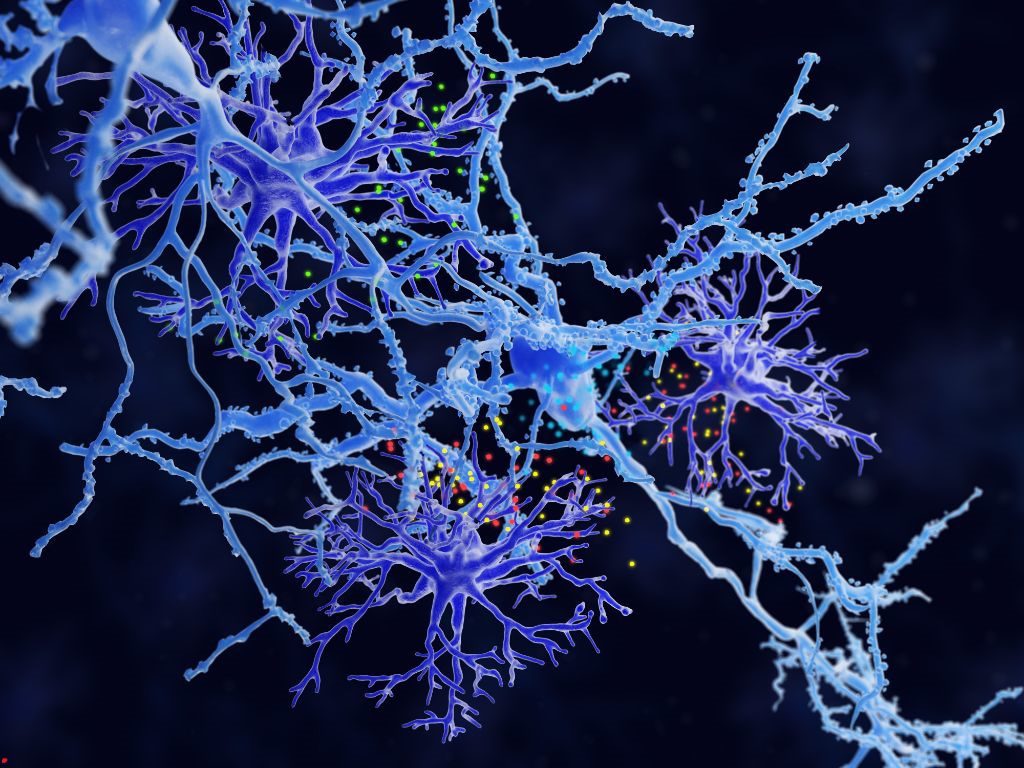 Un estudio de la UPO revela un nuevo papel clave de los astrocitos en la plasticidad cerebral