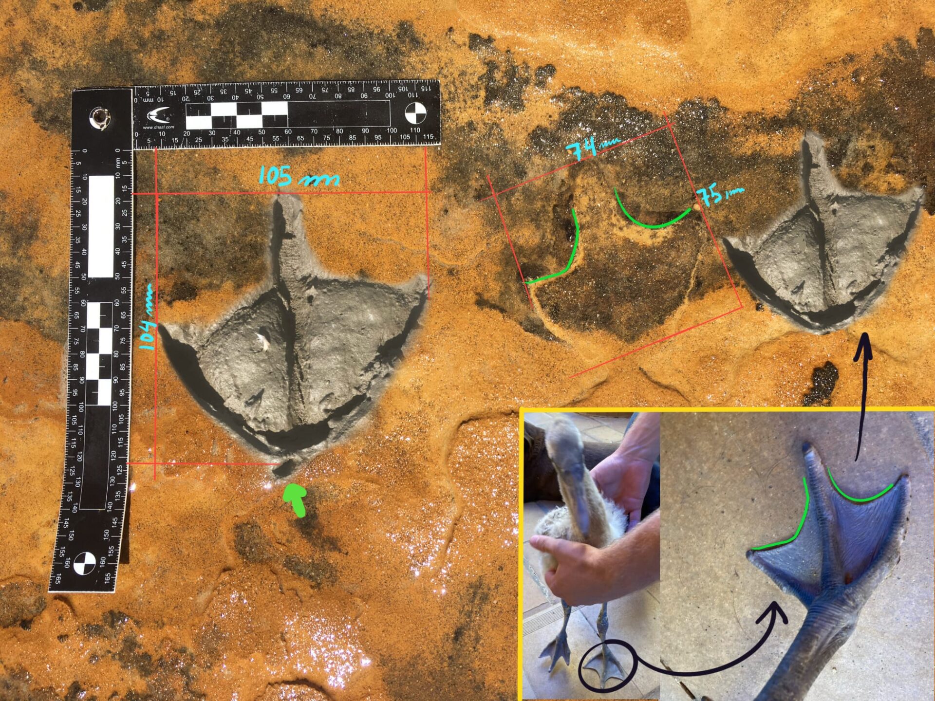 Huellas fosilizadas revelan la presencia de flamencos en Doñana hace 150.000 años