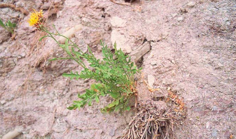 ¿Qué tienen en común especies como el abrepuños, el rompebarrigas y la colleja?