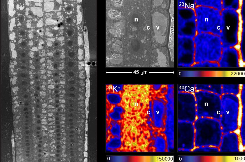 Una nueva técnica revela un mecanismo de tolerancia de las plantas a la alta salinidad