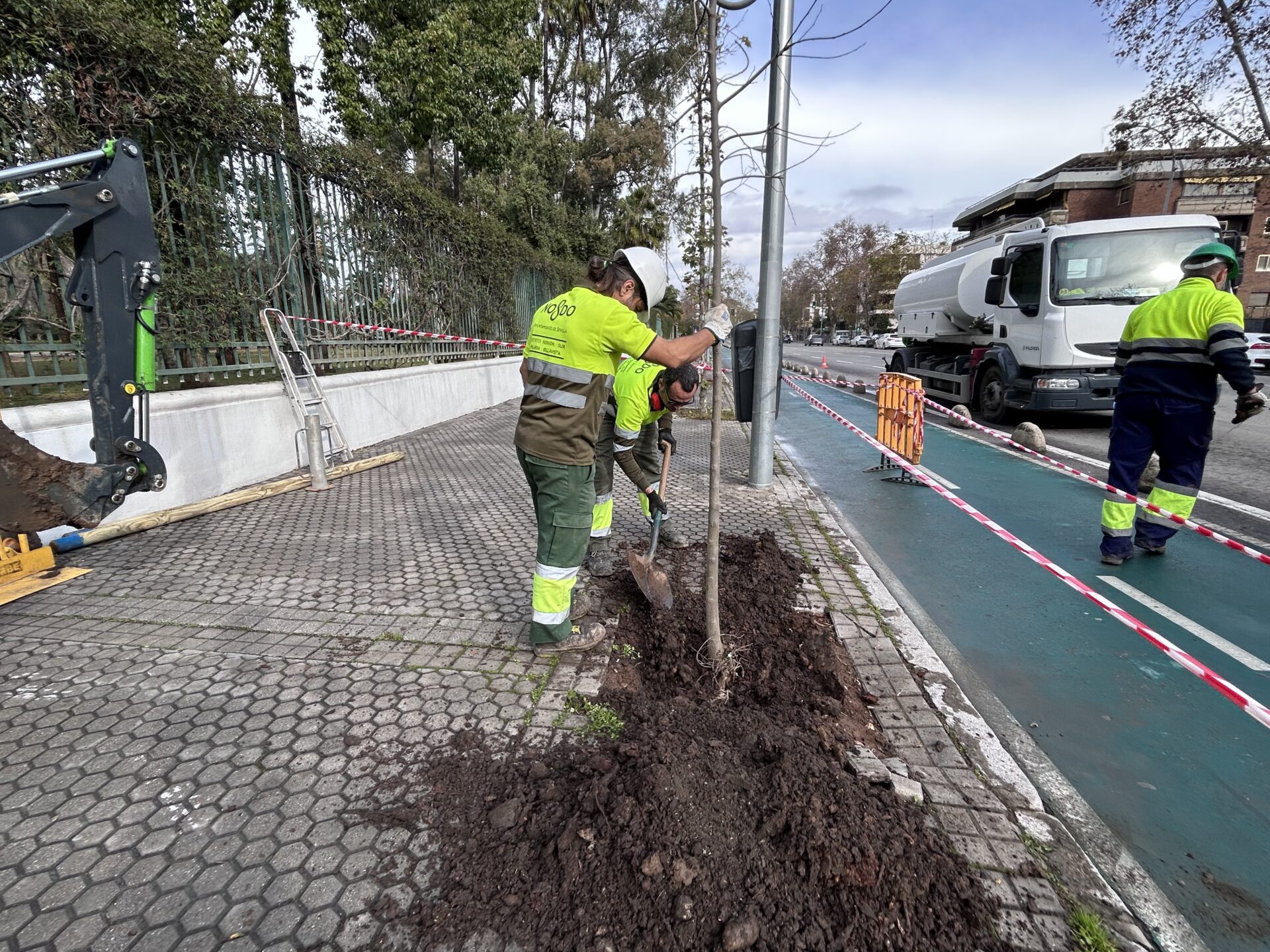 El Gobierno de Sanz revitaliza la Avenida de la Borbolla con cerca de 40 nuevos árboles tras una década sin plantaciones