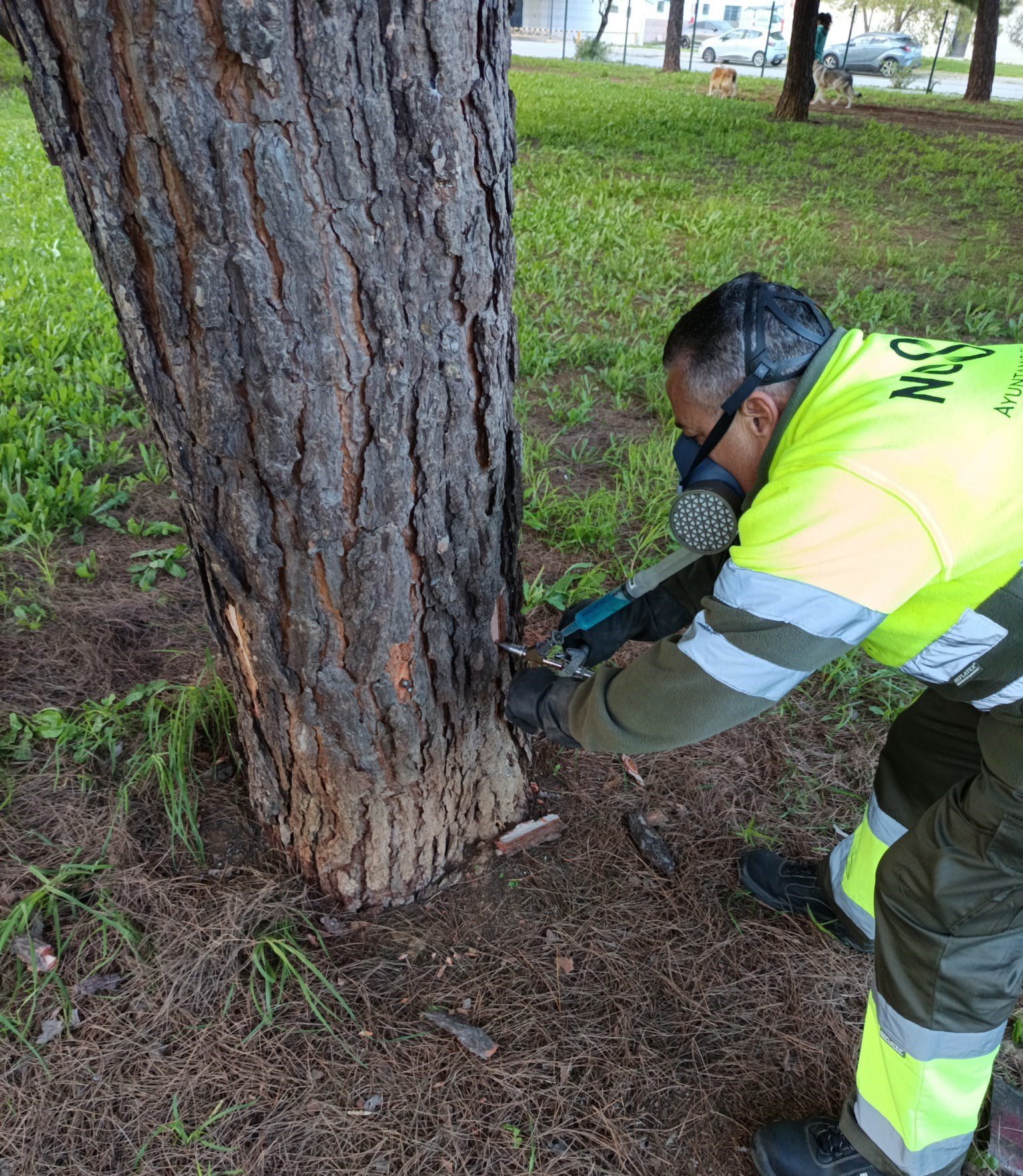 El Gobierno municipal refuerza el control de la procesionaria del pino con el tratamiento de más de 2500 pinos para proteger las zonas verdes y la salud ciudadana