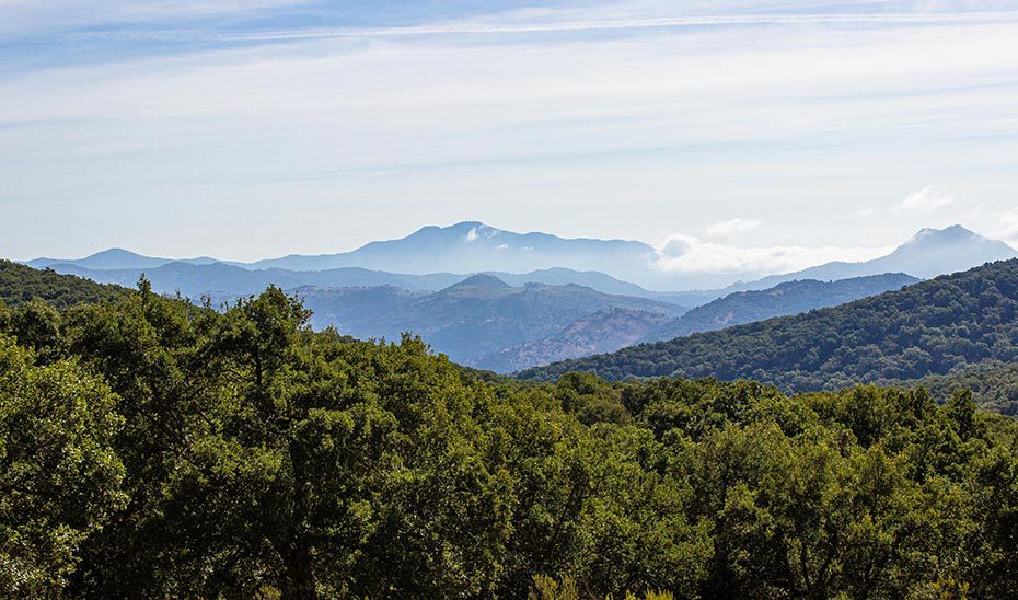 Andalucía refuerza la conservación de sus montes con casi 250.000 hectáreas forestales certificadas