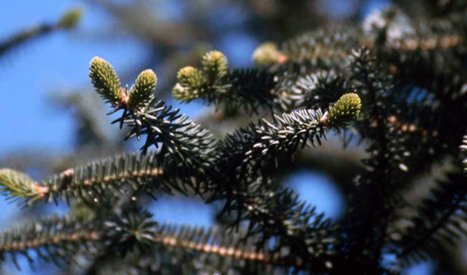 La Junta elabora un Programa de Actuación para sacar al pinsapo del peligro de extinción