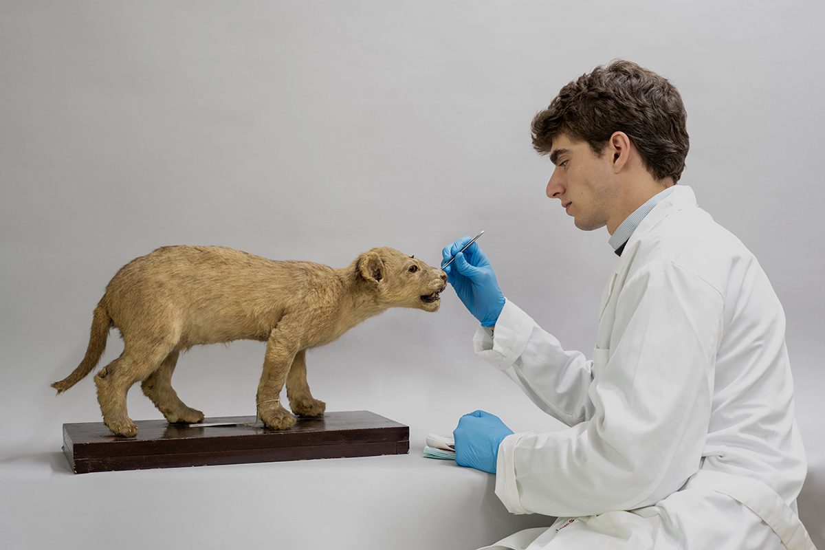 La Universidad de Sevilla cataloga su histórica colección de Zoología