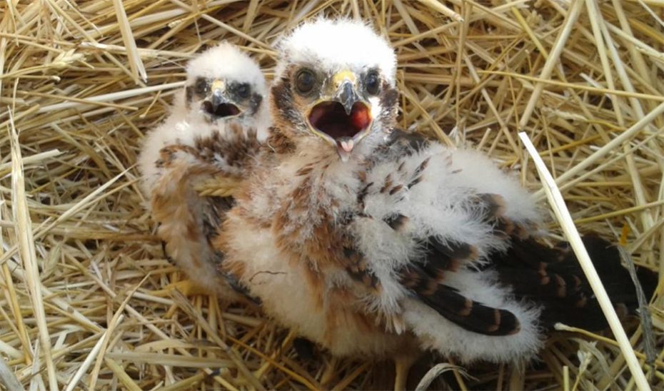 Andalucía activa la campaña del aguilucho cenizo, con una media anual de 528 parejas reproductoras