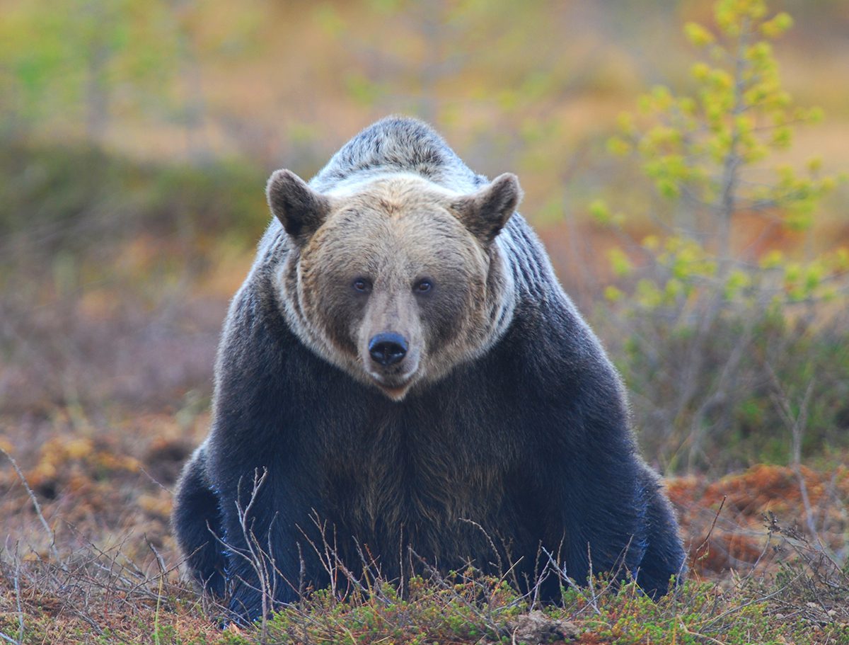El cambio climático y las interacciones entre especies modifican la distribución del oso pardo en Europa