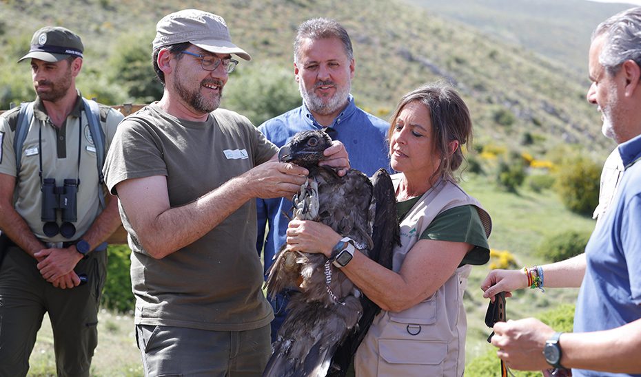 Andalucía afianza la recuperación del quebrantahuesos con nuevas sueltas en Sierra Nevada