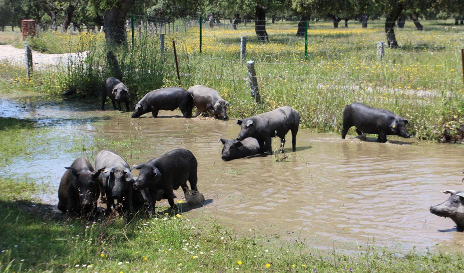 La Junta destina 9,5 millones en ayudas para garantizar el suministro de agua al ganado extensivo
