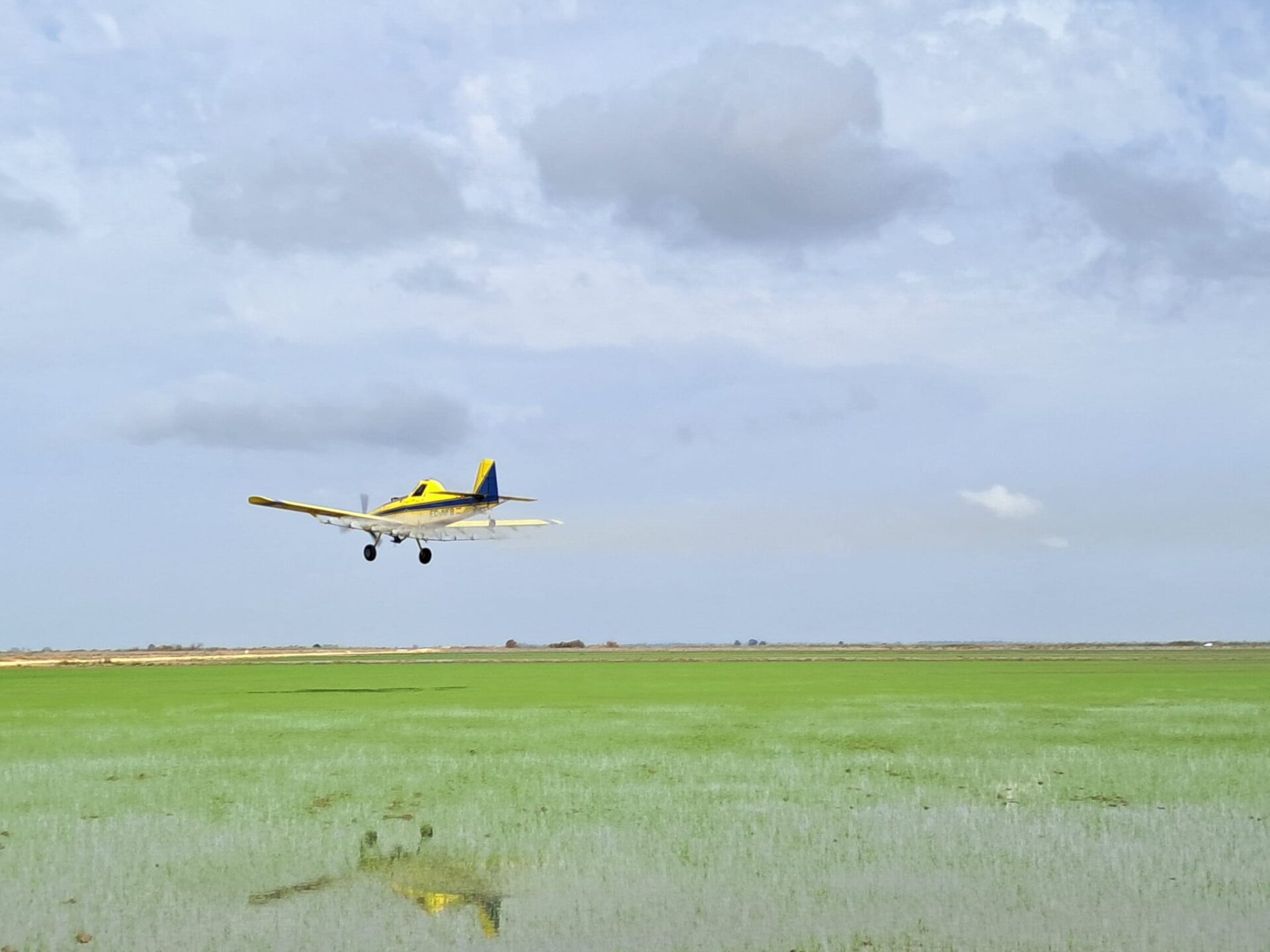 La Diputación inicia tratamientos aéreos en las tablas de arroz periurbanas para minimizar la circulación de mosquitos y del VNO