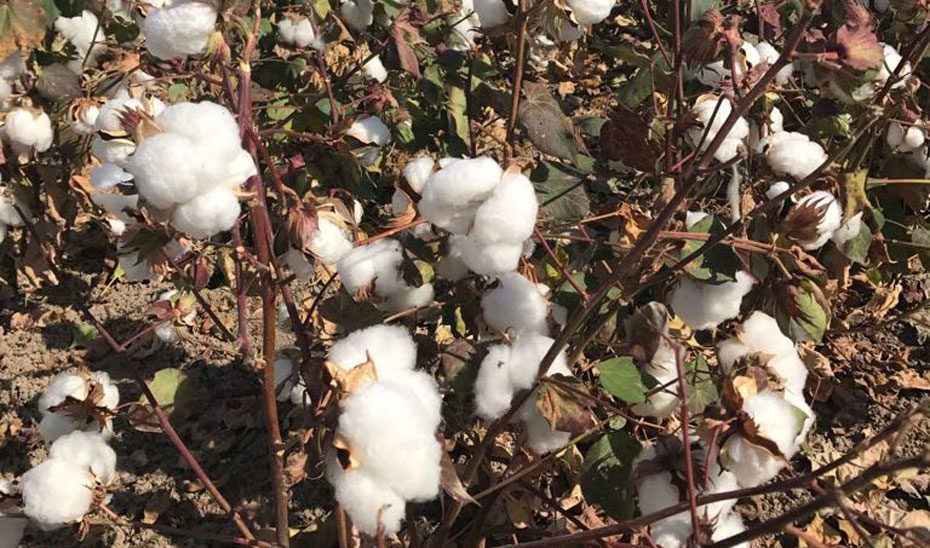 La Junta abona más de 10,6 millones en ayudas al cultivo sostenible del algodón y la remolacha