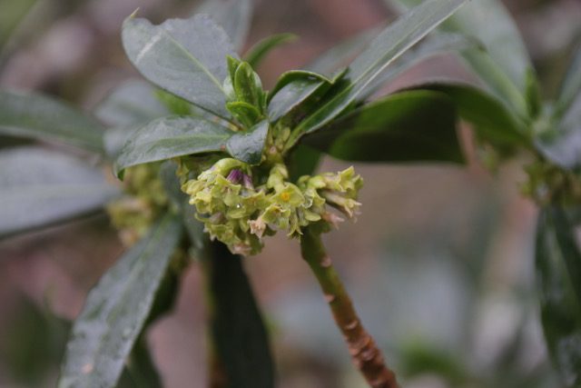 Las flores verdes necesitan el amarillo para destacar en su entorno y sobrevivir