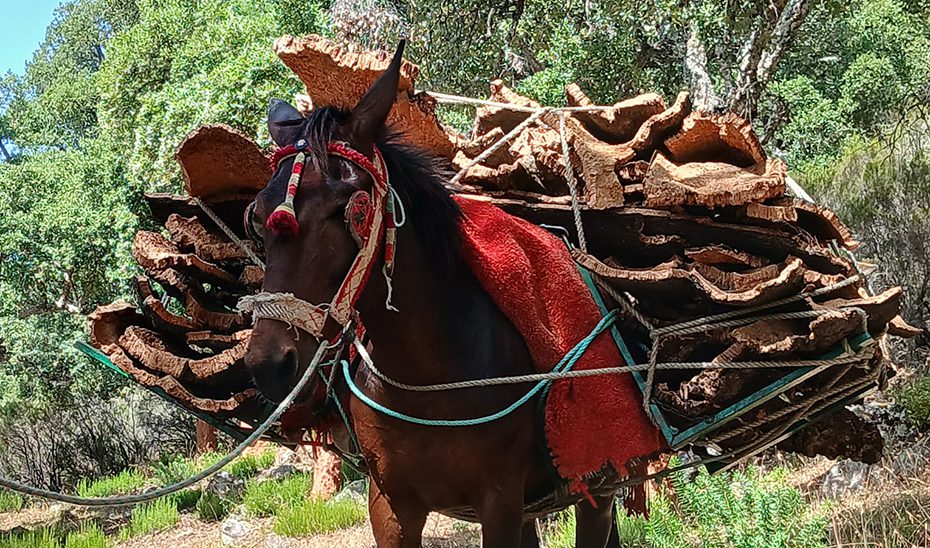 Andalucía extraerá este año más de un millón de kilos de corcho de los montes públicos de la Junta