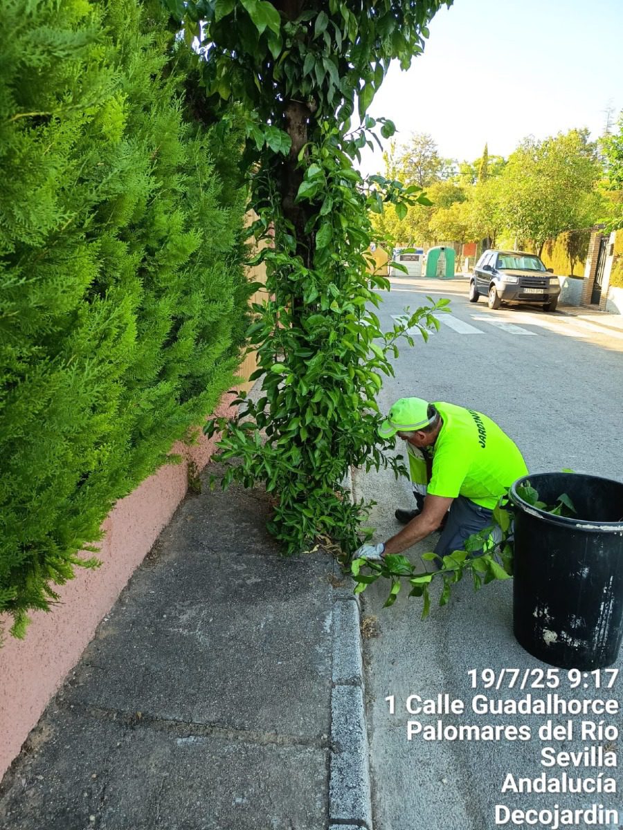 Seguimos con el mantenimiento del arbolado urbano