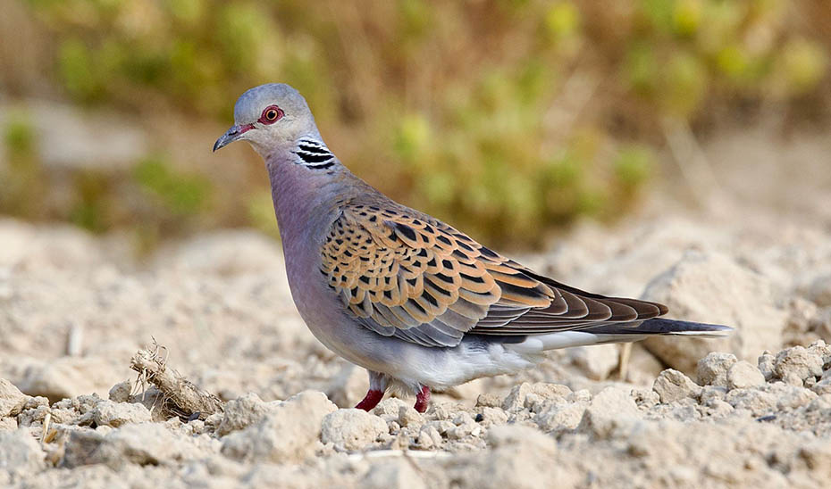 Publicado el listado definitivo de cotos autorizados para la caza de la tórtola europea en la temporada 25/26