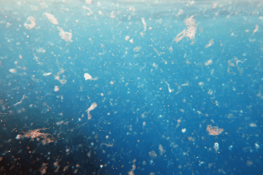 Detectan microplásticos en la coquina de fango en los estuarios del Guadiana y el Guadalquivir