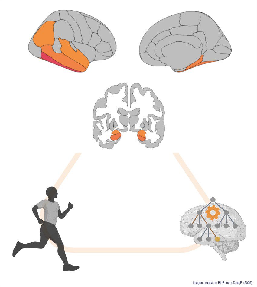 La actividad física protege regiones cerebrales vulnerables y ayuda a frenar el deterioro cognitivo en la enfermedad de Parkinson