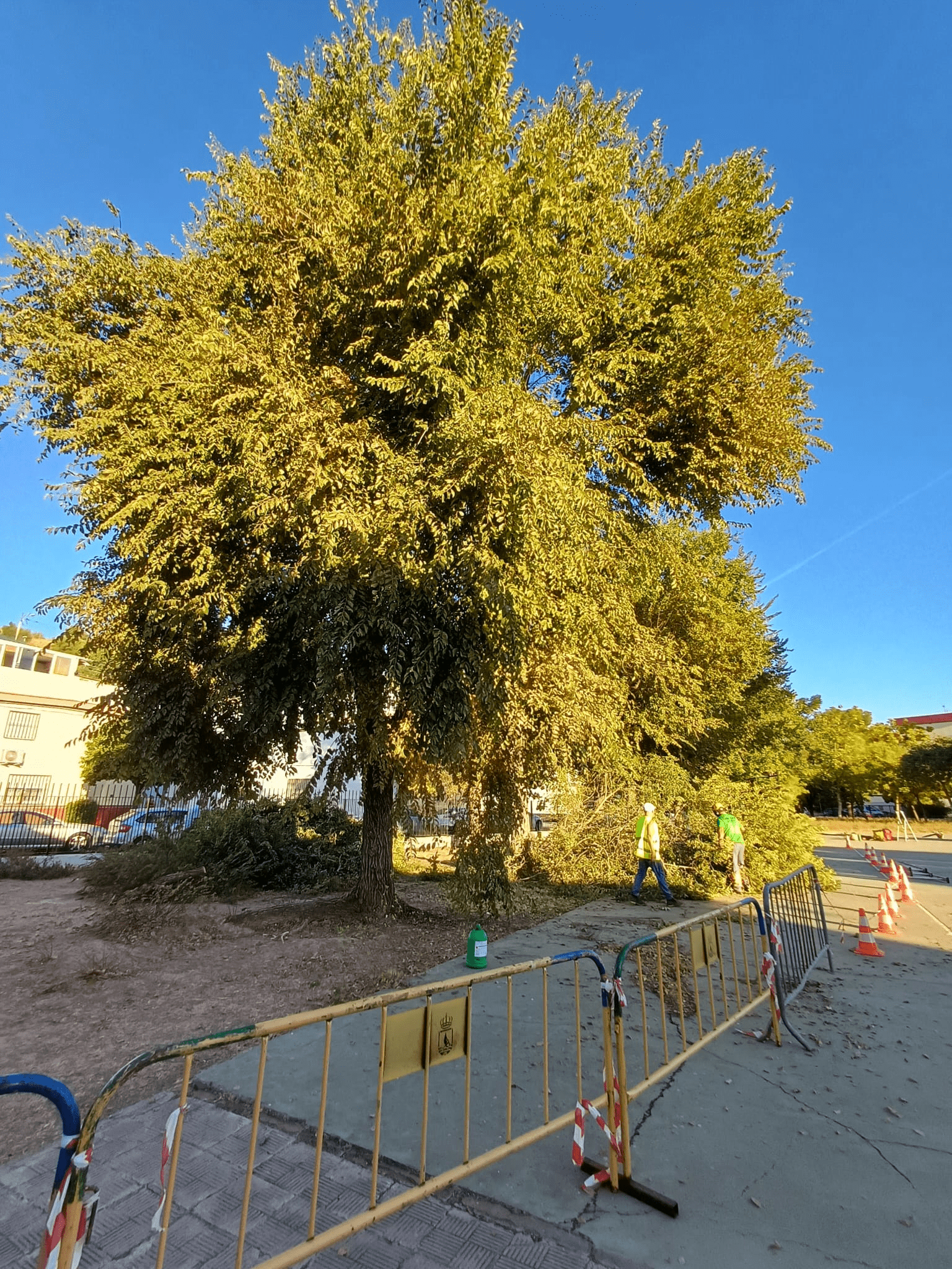Esta mañana ha comenzado la retirada de la arboleda enferma existente en el CEIP Duques de Alba