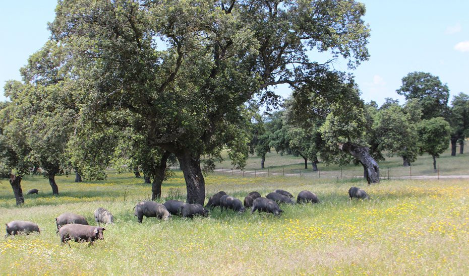 Científicos andaluces desarrollan un tratamiento con purines de cerdo que minimiza la contaminación