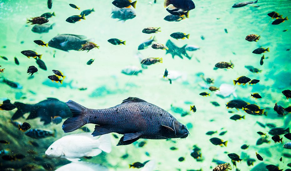Investigadores andaluces estudian el uso de peces como medida preventiva frente a enfermedades transmitidas por mosquitos