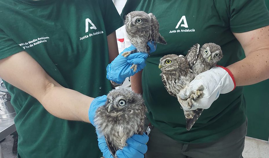 ‘Hacking’ y ‘fostering’: otra forma de liberar especies protegidas al medio natural