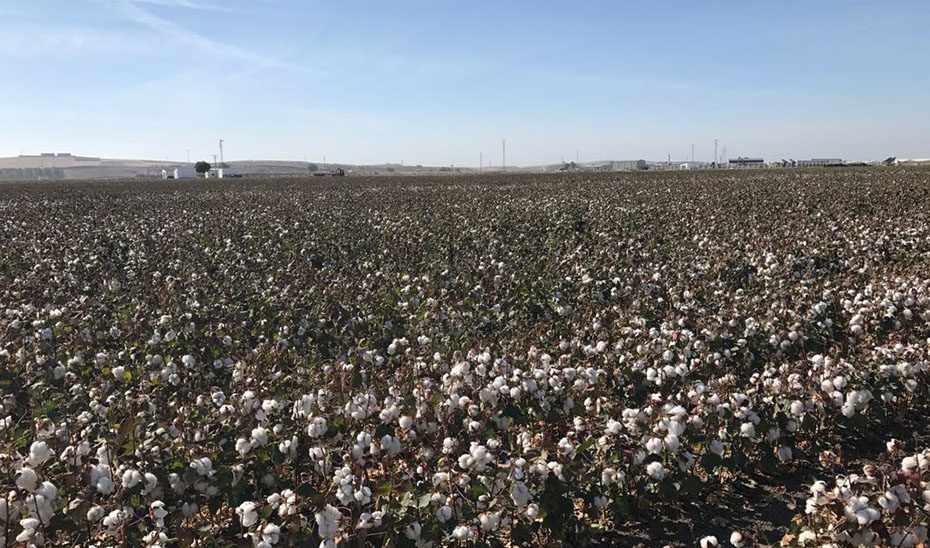 Andalucía prevé una producción de 131.442 toneladas de algodón en la próxima campaña