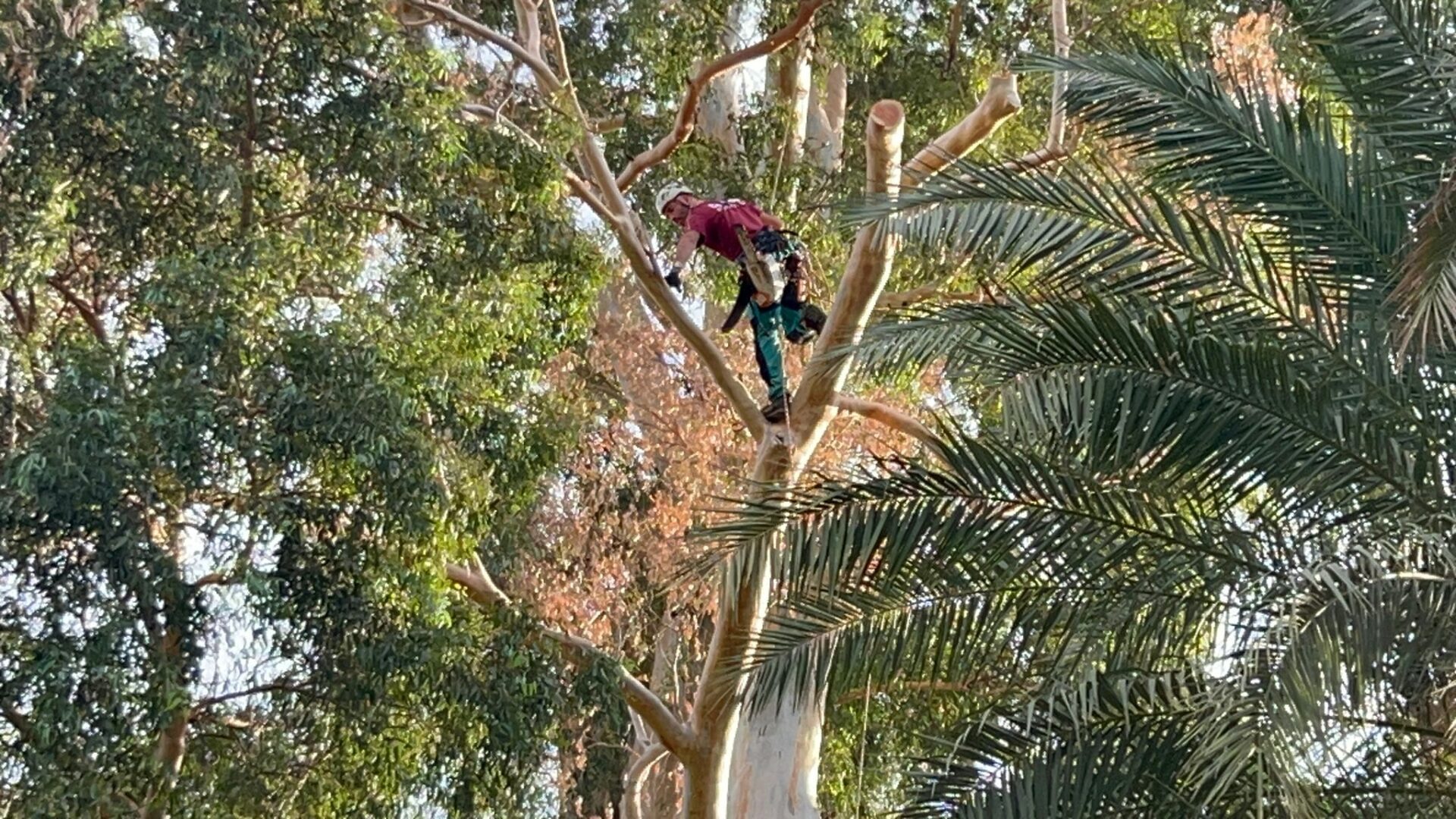 Una poda de precisión evita riesgos en el Gran Capitán, el árbol más alto de Sevilla