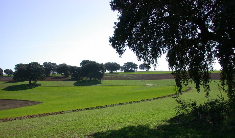 Aumentan más de un 30% las explotaciones de producción ecológica en Andalucía en los últimos cuatro años