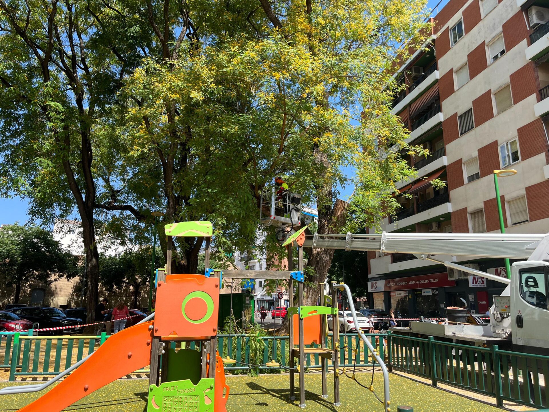 El programa de revisiones de verano inspecciona más de 14 000 árboles en Sevilla y actúa de forma preventiva en 906 ejemplares