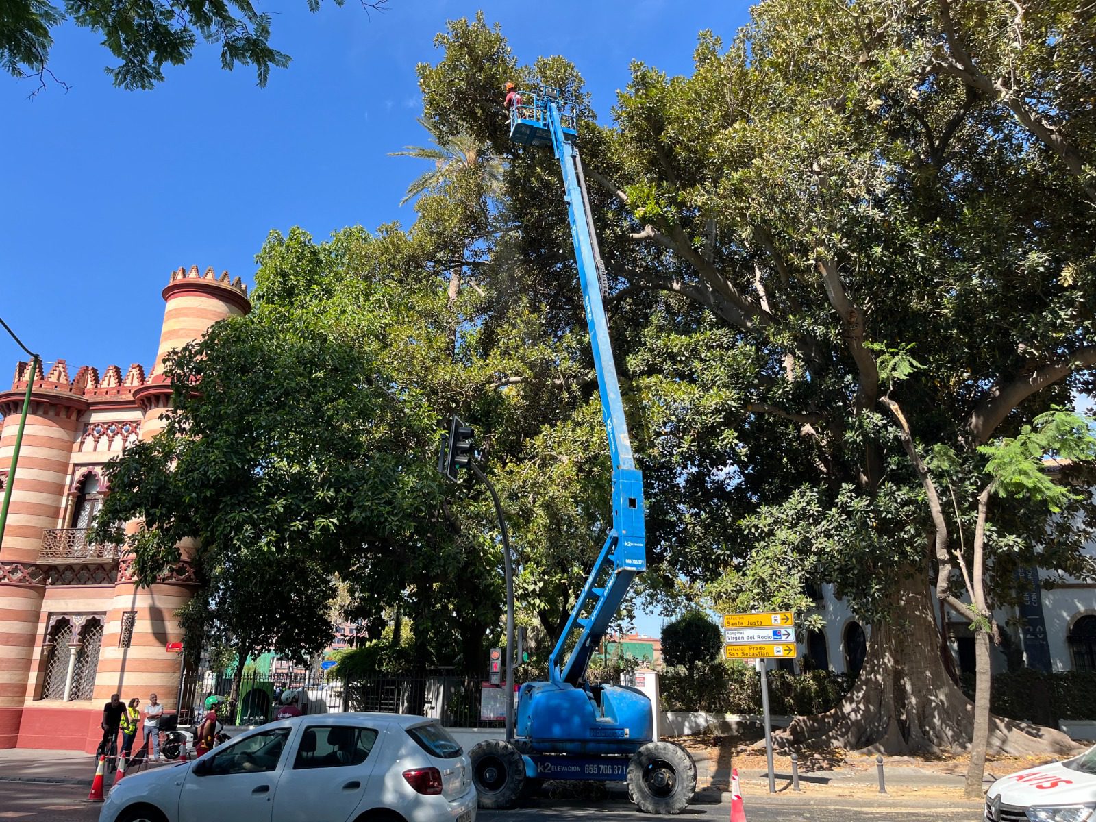 El Gobierno municipal realiza labores de conservación en el ficus del Costurero de la Reina