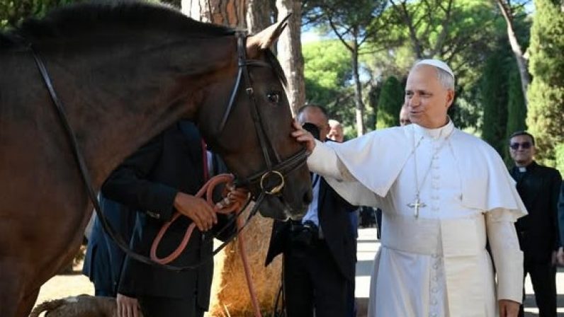 Dos yeguas sevillanas para el proyecto ecológico vaticano en Castel Gandolfo
