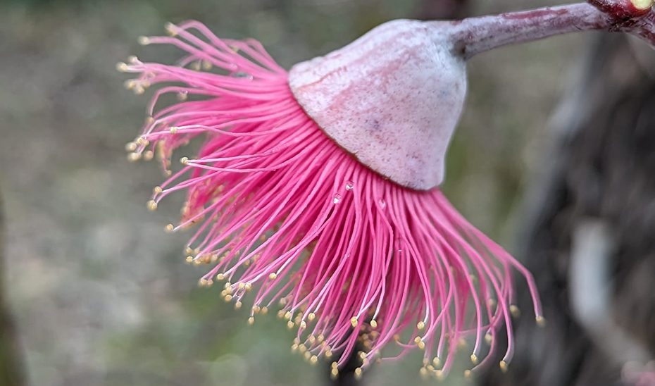 Andalucía refuerza su Banco de Germoplasma Vegetal, referente internacional en biodiversidad