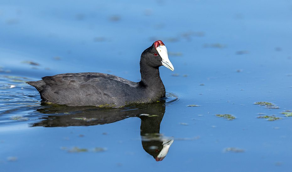 Más de 97.500 parejas de 57 especies de aves acuáticas se han reproducido este año en 189 humedales