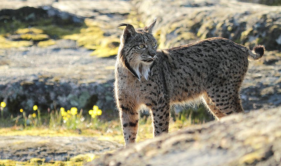 Vallas, iluminación y señales para la protección del lince ibérico en carreteras de Sevilla y Córdoba