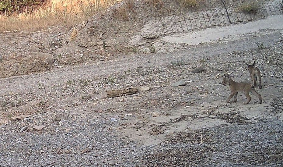 Tres cachorros de lince ibérico nacidos en Vélez-Rubio afianzan a Almería como núcleo emergente de reproducción en Andalucía