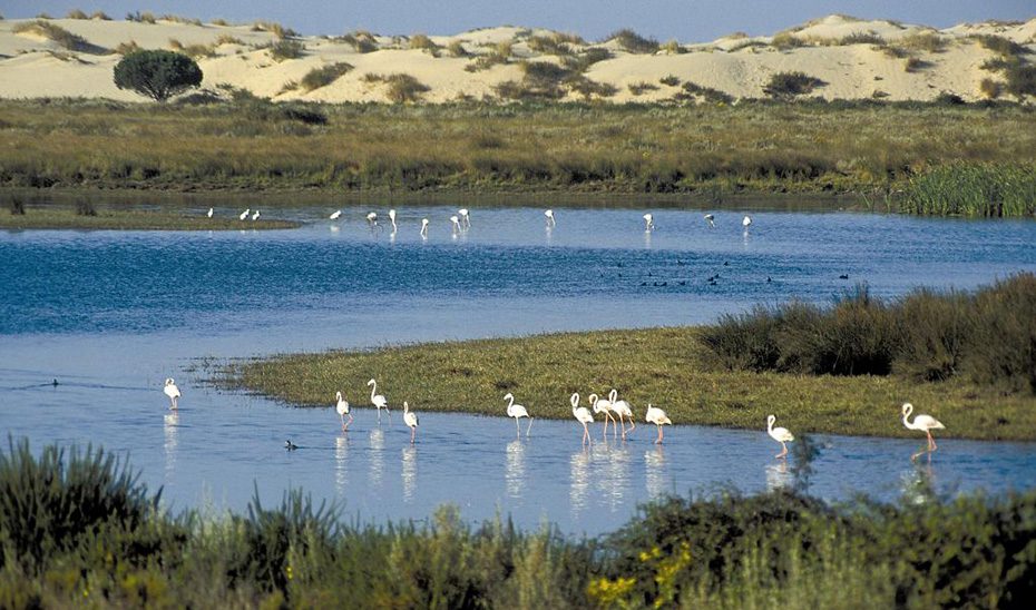 La Junta anuncia su oposición al deslinde de las marismas de Doñana aprobado por el Gobierno central y presentará recurso