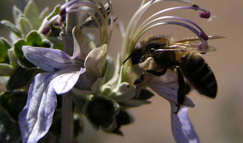 Andalucía actualiza el marco normativo para la apicultura en montes de titularidad autonómica