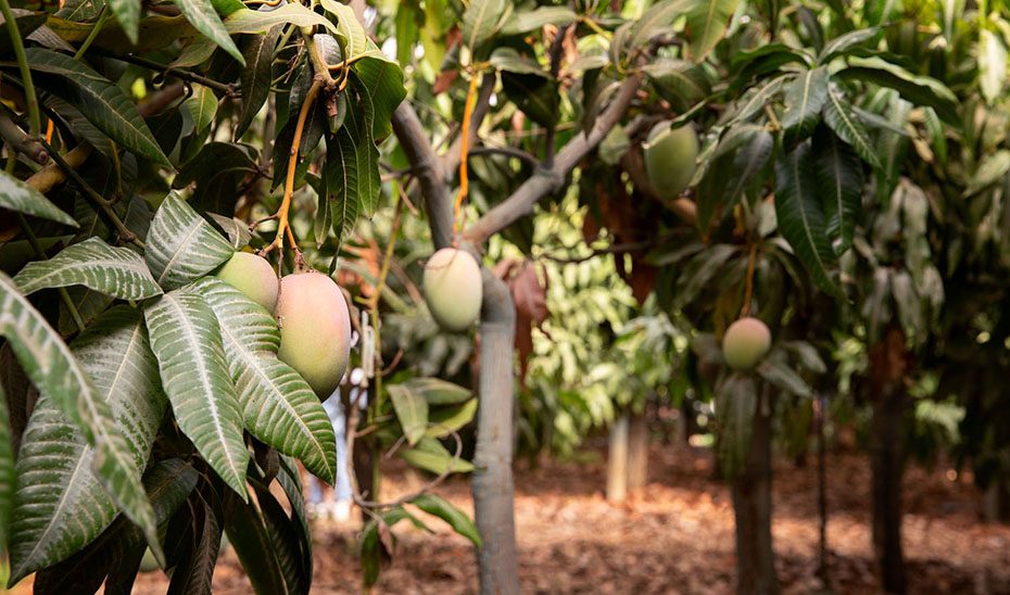 1761215863197HojasMango_Est.jpg Investigadores andaluces diseñan un bioplástico con extracto de hoja de mango que retrasa la oxidación de los alimentos