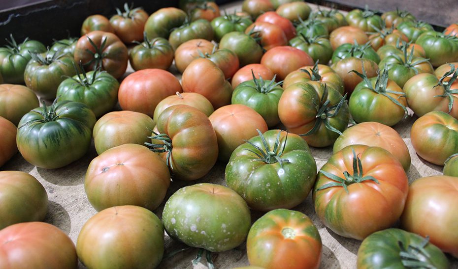 15987216957362TomatesEstandar.jpg Agricultura concede ayudas por más de 117 millones a 76 organizaciones de productores hortofrutícolas