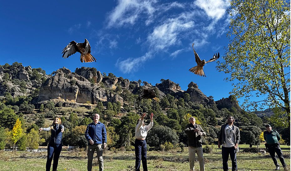1761825791039CGsueltamilanosest.jpg Andalucía refuerza la conservación del milano real con una nueva suelta de 23 ejemplares en Cazorla
