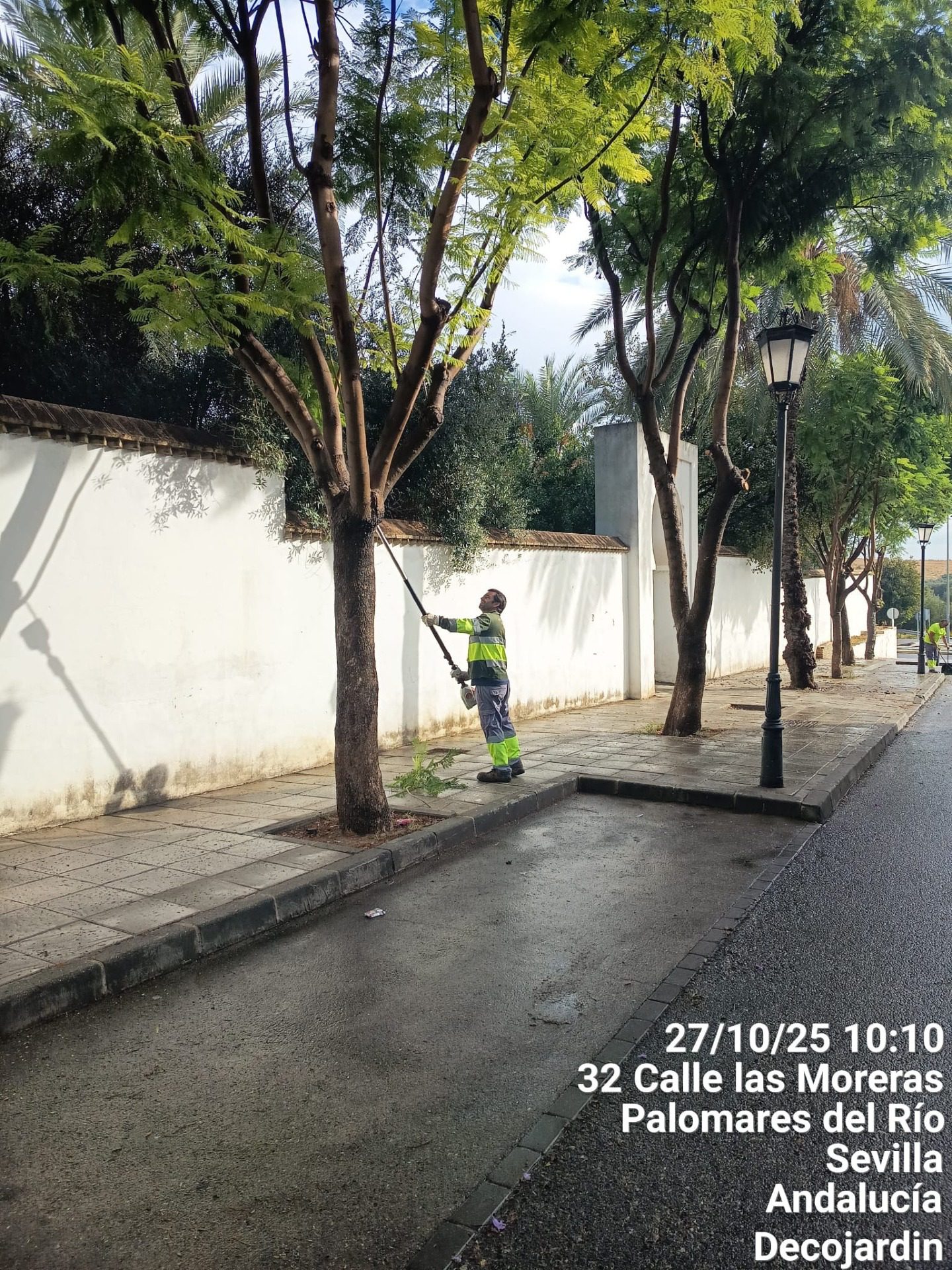 573625934_1268114572012853_7371466091166746238_n.jpg Cuidado y mantenimiento del arbolado en Palomares del Río y su entorno